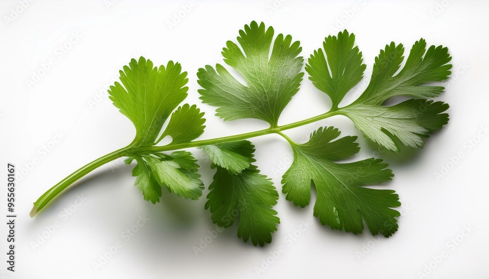 Coriander Bundle