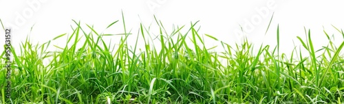 Grass isolated on white background, green grass border banner design. Spring or summer landscape