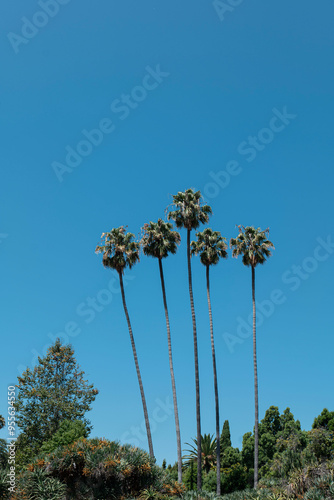 Blue Sky and 5 Palm Trees in Los Angeles, California