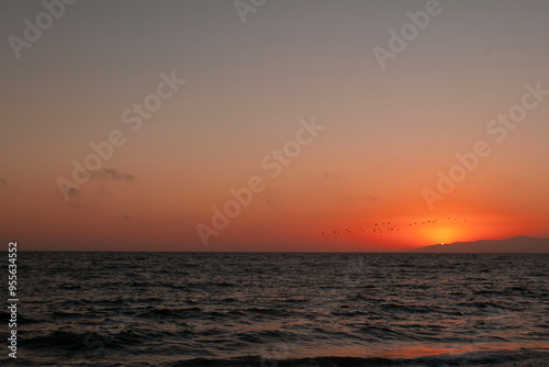 Sunset and birds on the beach in Los Angeles