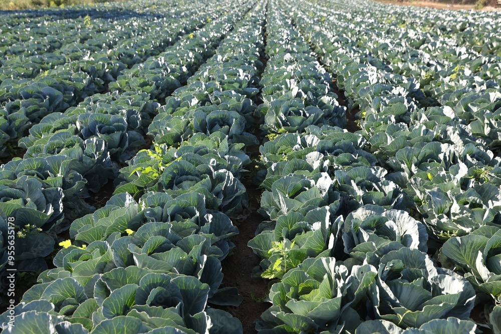 Fototapeta premium Green cabbages growing in field on sunny day