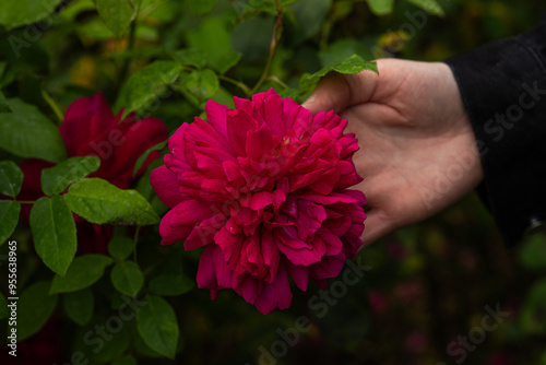 Front view of red rose of the variety 