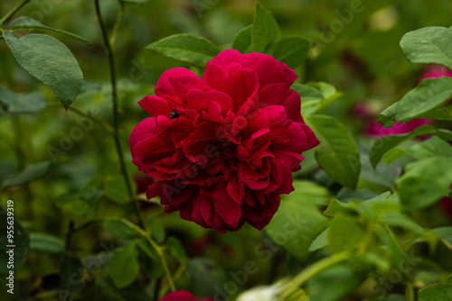 Front view of red rose of the variety "R. Thomas A Becket" with green leaves at back created by David Austin