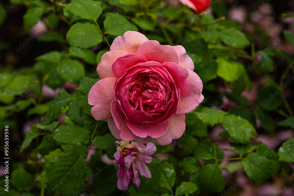 Pink rose of the variety Pink rose of the variety