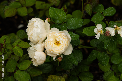 Canvastavla Many white roses of the variety R