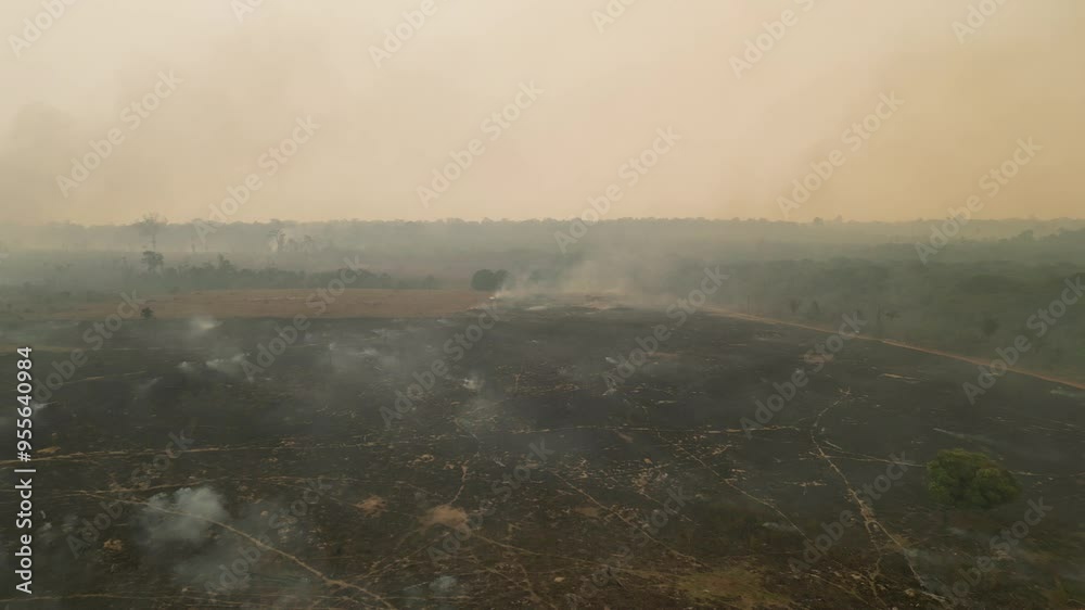 Apuí, Amazonas: Imagens Aéreas Exclusivas das Queimadas que Lideram o Desmatamento na Amazônia em 2024 – Capturadas por Drones, Revelando a Devastação e Impactos Ambientais