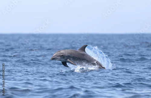 Fototapeta na wymiar dolphin jumping out of water, bottlenose 