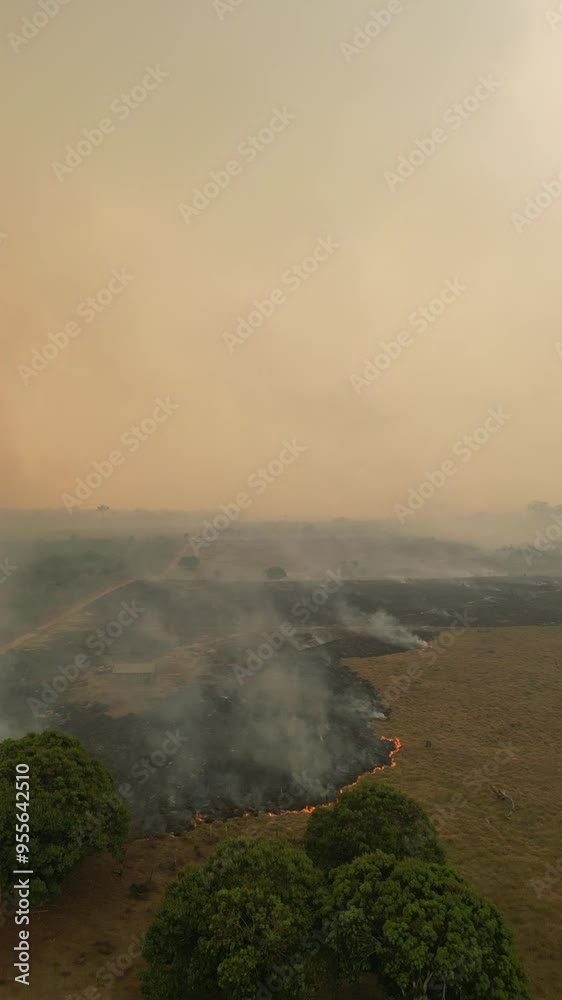 Apuí, Amazonas: Imagens Aéreas Exclusivas das Queimadas que Lideram o Desmatamento na Amazônia em 2024 – Capturadas por Drones, Revelando a Devastação e Impactos Ambientais