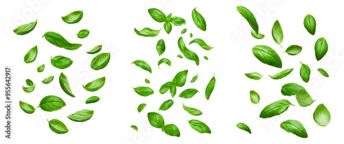 Set of Falling basil, isolated on transparent background PNG