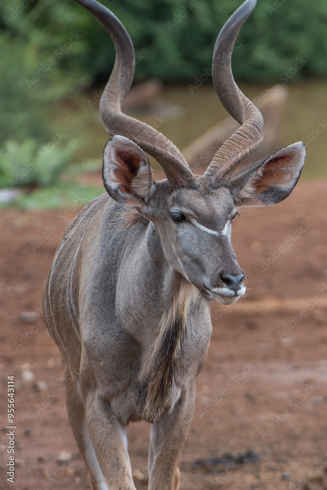 Close up of a male kudu Close up of a male kudu