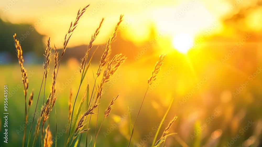 Close up summer grass on sunset meadow. Close-up summer meadow in the evening. The sun shines through the blades of grass. Setting sun in nature. Close up summer grass on sunset meadow. Close-up summer meadow in the evening. The sun shines through the blades of grass. Setting sun in nature.