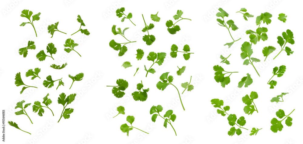 Set of Falling Coriander leaf, isolated on transparent background PNG Set of Falling Coriander leaf, isolated on transparent background PNG