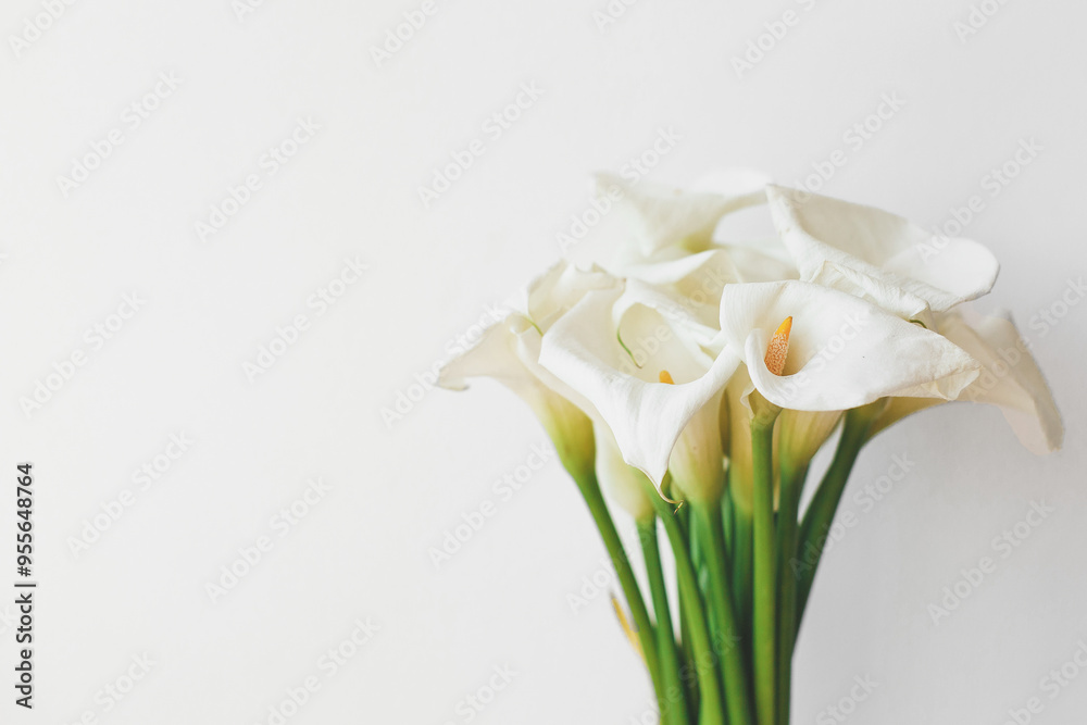 delicate beautiful bouquet of white calla lilies on a white background, place for your text delicate beautiful bouquet of white calla lilies on a white background, place for your text