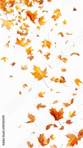 Wallpaper Mural autumn leaves falling on white background. Torontodigital.ca