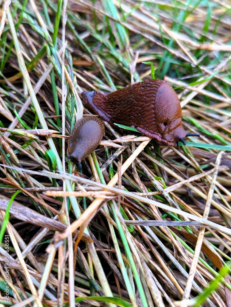 Close up of a brown slug on the edge of a path on a wet day in autumn Close up of a brown slug on the edge of a path on a wet day in autumn