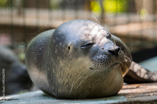 Newborn baby harbor seal on the ground