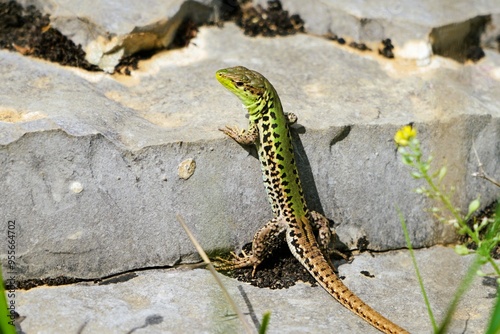 Close-up of a small snake-eyed lizard with brown and green scales that has climbed onto a flat rock and is basking in the sunshine, Ophisops elegans photo