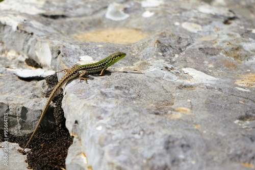 Close-up of a small snake-eyed lizard with brown and green scales that has climbed onto a flat rock and is basking in the sunshine, Ophisops elegans photo