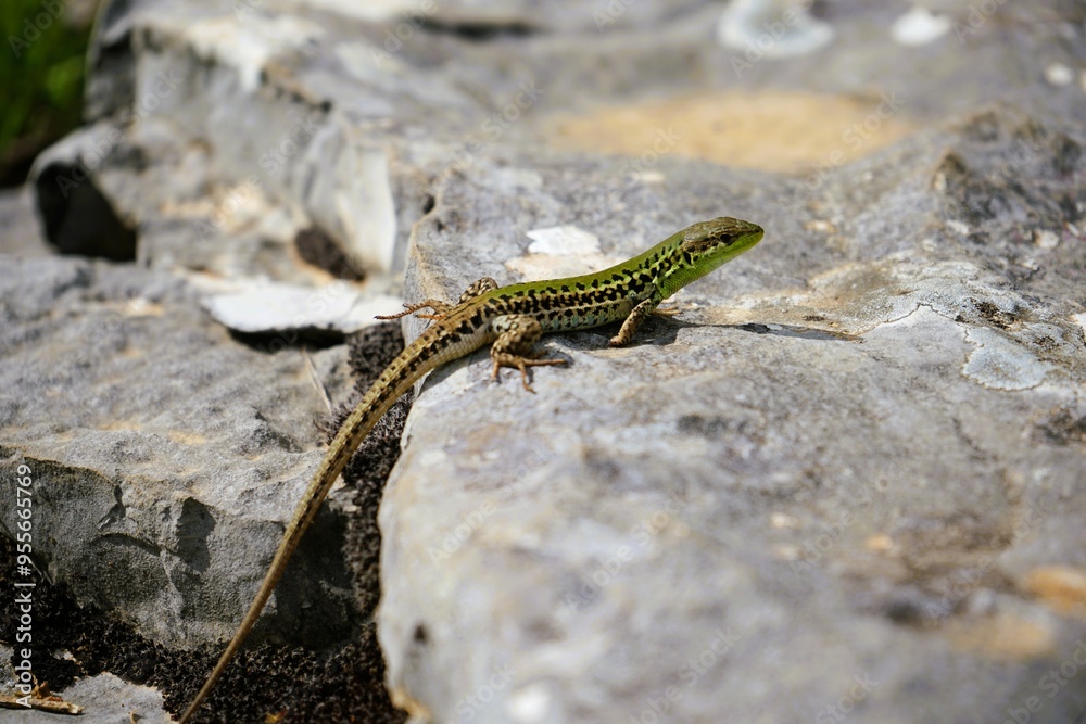 Close-up of a small snake-eyed lizard with brown and green scales that has climbed onto a flat rock and is basking in the sunshine, Ophisops elegans Close-up of a small snake-eyed lizard with brown and green scales that has climbed onto a flat rock and is basking in the sunshine, Ophisops elegans
