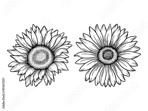 Vector sunflower illustrations set in line art style. Graphic monochrome drawing. Hand drawn floral outline sketch, engraved illustration. Design element for coloring book, tattoo, logo, icon, label.