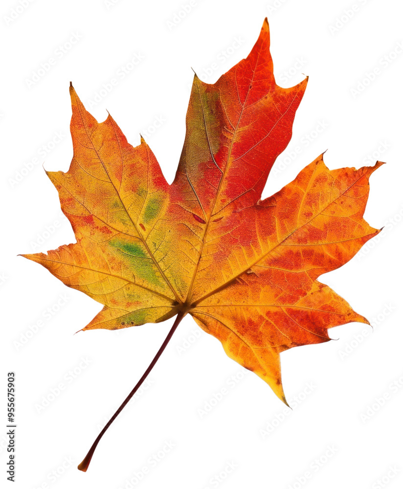 PNG Vibrant autumn maple leaf gradient PNG Vibrant autumn maple leaf gradient