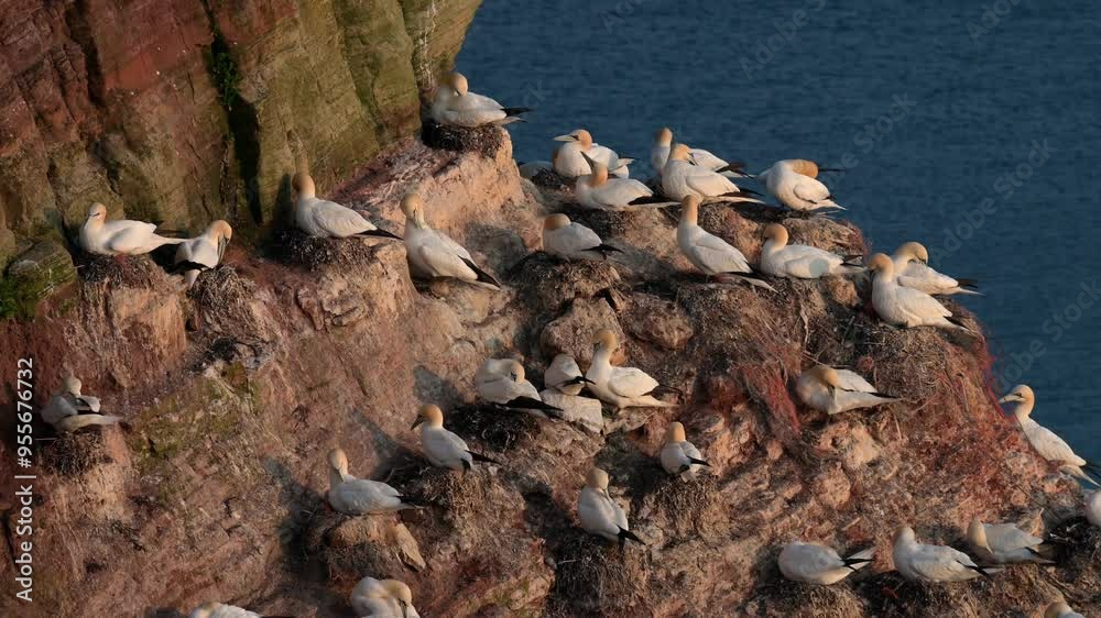 Basstölpel, Morus bassanus, Helgoland, Sonnenuntergang Basstölpel, Morus bassanus, Helgoland, Sonnenuntergang