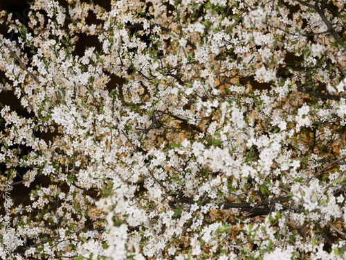 hundrets of cherry blossoms illuminated during night