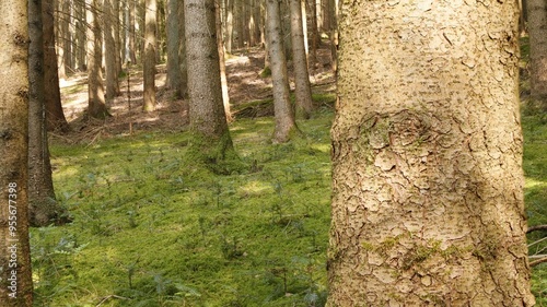 Light-flooded spruce forest with lush green moss-covered forest floor in late summer