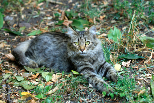 Wallpaper Mural Portrait of cute grey cat Torontodigital.ca