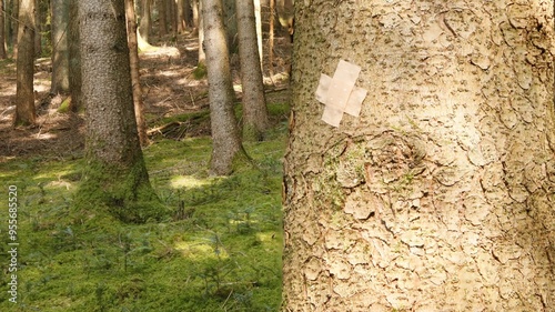 A spruce trunk with adhesive plaster as a symbol of the sick forest