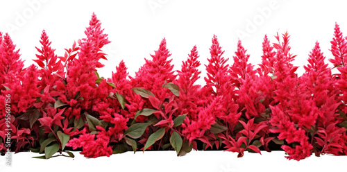 PNG Flower bushes nature border plant leaf red. photo