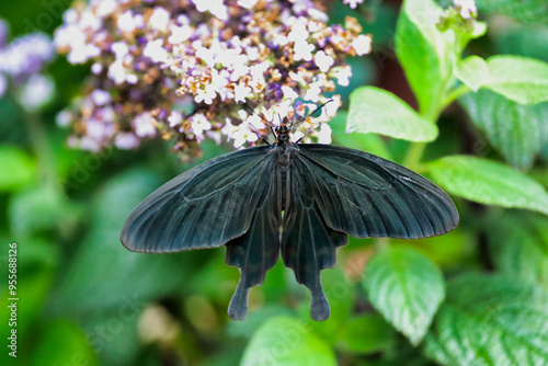 A pink rose swallowtail butterfly sucking nectar from a flower. photo