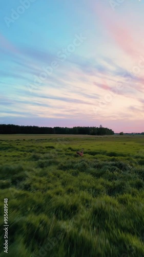 Aerial footage of a drone. Wild roe deer running across a field