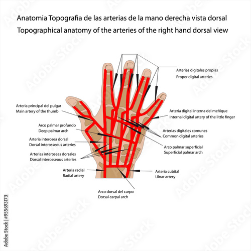 Anatomia humana Anatomia topografia de las arterias de la mano derecha  vista dorsal 