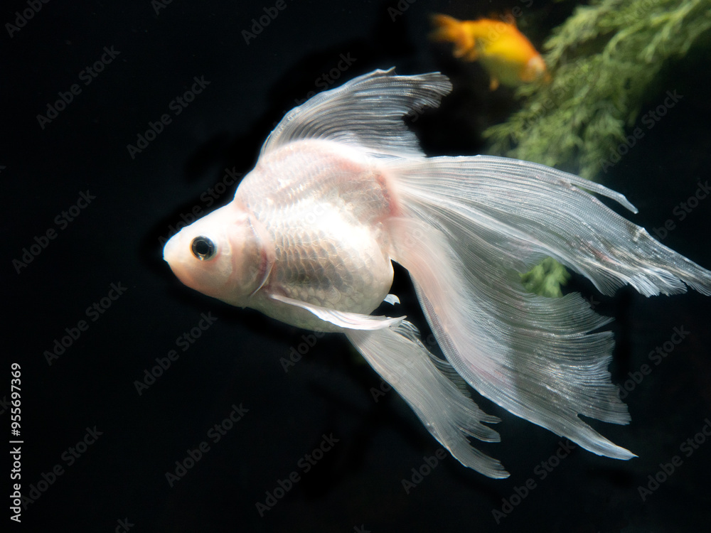 Obraz premium 金魚 リュウキン