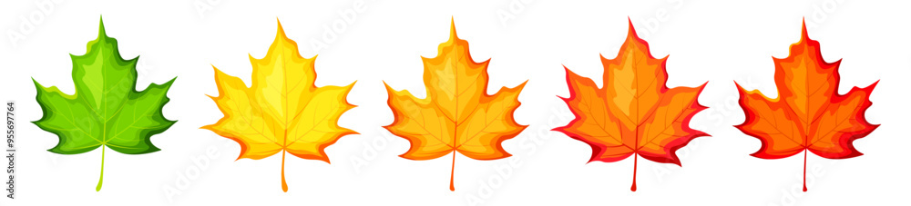 Set of autumn leaves in cartoon style. Vector illustration of colored autumn maple leaves: green, yellow, orange, yellow-hot, red, isolated on white background. Autumn season. Falling leaves. Set of autumn leaves in cartoon style. Vector illustration of colored autumn maple leaves: green, yellow, orange, yellow-hot, red, isolated on white background. Autumn season. Falling leaves.