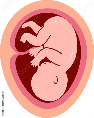 Human embryonic development Illustration 