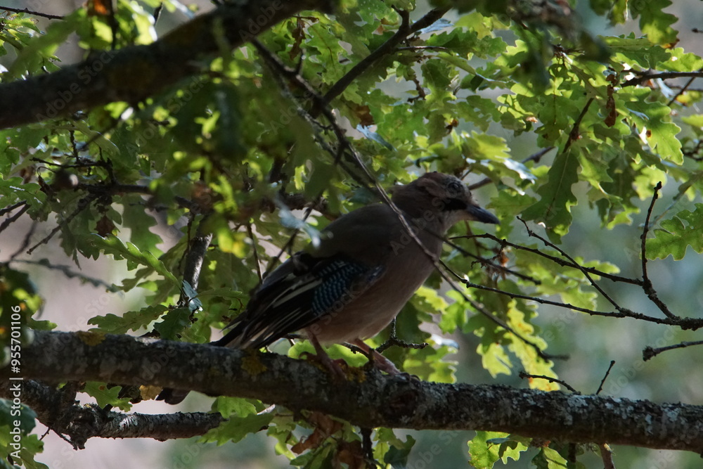 Eurasian Jay (Garrulus glandarius) at Ohrid, North Macedonia Eurasian Jay (Garrulus glandarius) at Ohrid, North Macedonia