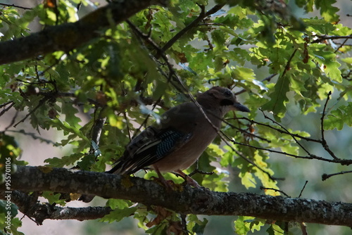 Eurasian Jay (Garrulus glandarius) at Ohrid, North Macedonia