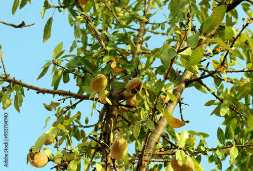 Almond fruithangs amid lush green leaves, showcasing nature's vibrant colors under a clear blue sky during a sunny afternoon. photo