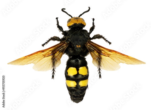 Giant wasp, Megascolia maculata displays its striking yellow and black coloration while resting, isolated on transparent, hymenoptera, insect photo