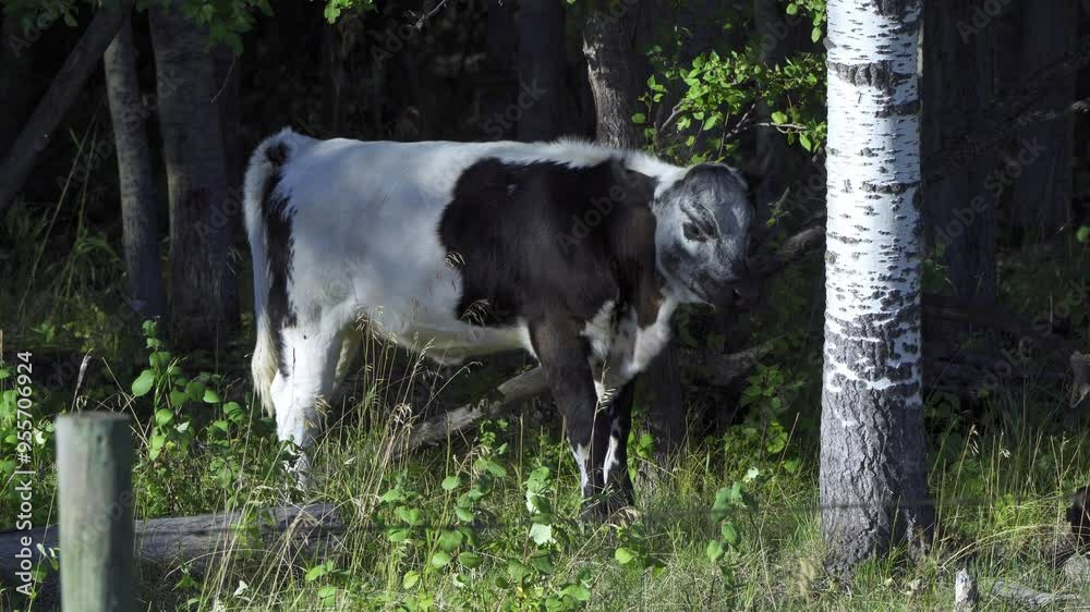 Dairy Cows and Calves Grazing in Northern Edmonton, Canada in Summer
Dairy Cows and Calves Grazing in Northern Edmonton, Canada in Summer