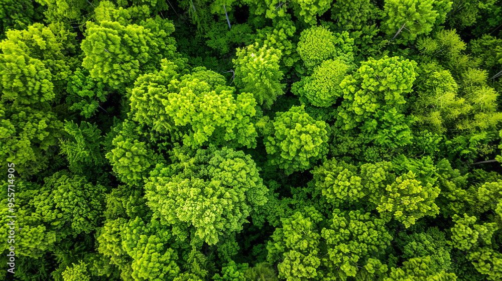 Fototapeta premium Drone view of green forest