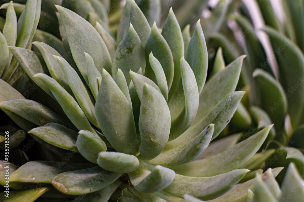 Focus stacked macrophotography of the leaves of an Echeveria runyonii succulent plant, in a garden near the colonial town of Villa de Leyva in central Colombia. Focus stacked macrophotography of the leaves of an Echeveria runyonii succulent plant, in a garden near the colonial town of Villa de Leyva in central Colombia.