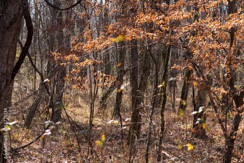 A forest scene with sparse orange foliage amidst bare trees, reflecting the last remnants of autumn before the onset of winter.
