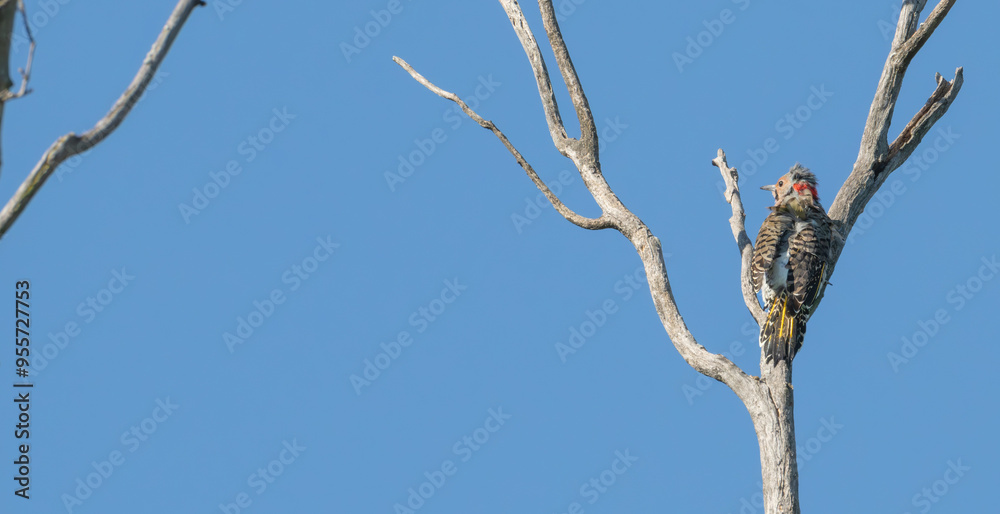 Northern flicker perched in a dead tree, wind ruffling its feathers. Northern flicker perched in a dead tree, wind ruffling its feathers.