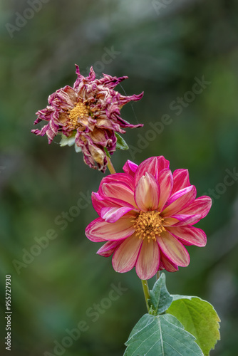 Close-up photography of a beautiful pink dahlia flower with a dried one on the background, in a garden near the colonial town of Villa de Leyva, in central Colombia.