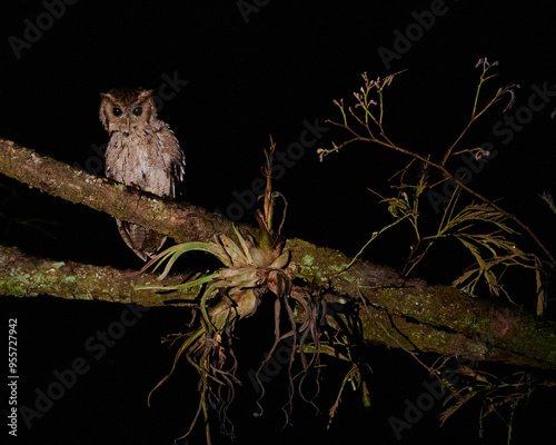 Tecolote del balsas toma nocturna sobre  rama de árbol photo