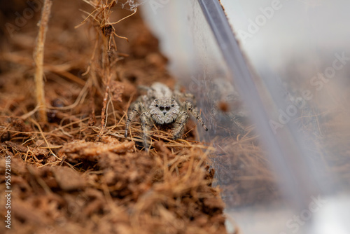 An adorable female platycryptus spider in a terrarium. photo