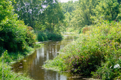river in the forest
